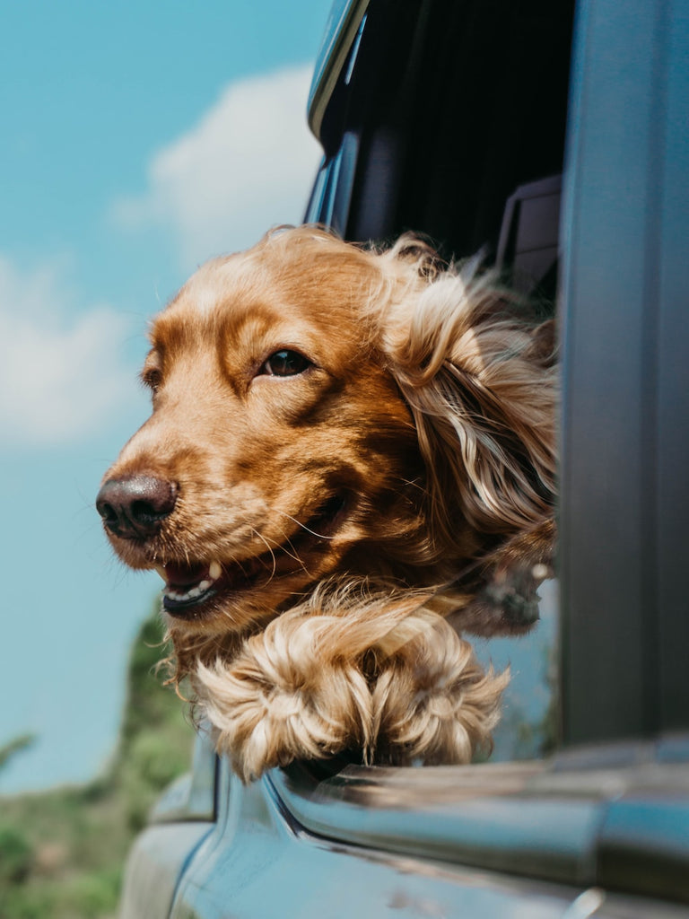 Pet-Friendly Travel Destinations: Exploring the World with your Furry Friend