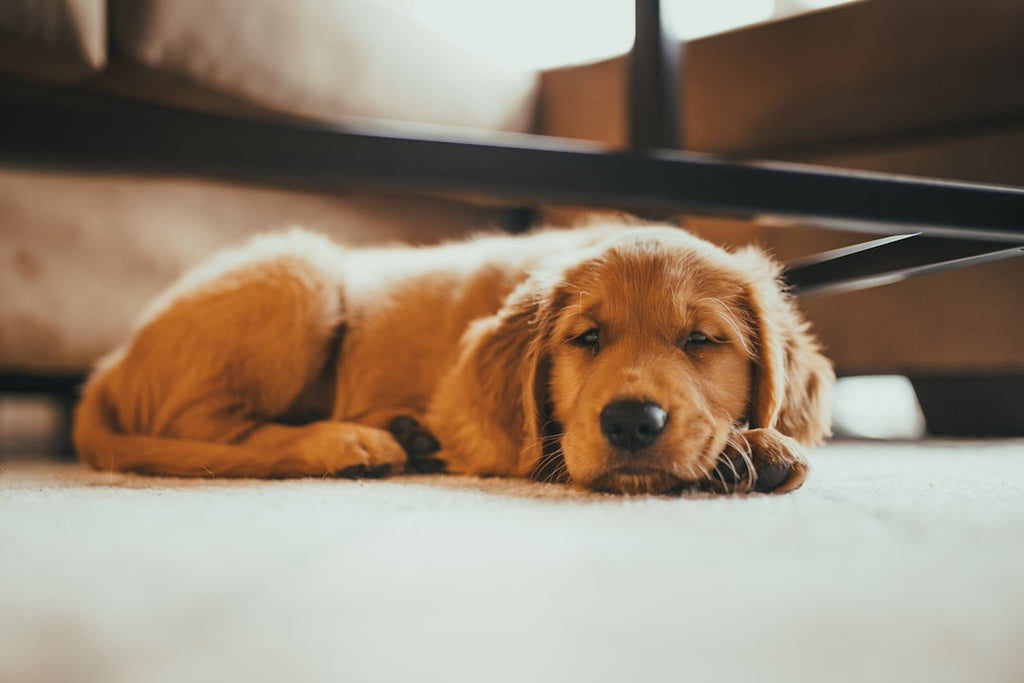 Pet-Proofing Your Home: A Guide for New Pet Owners