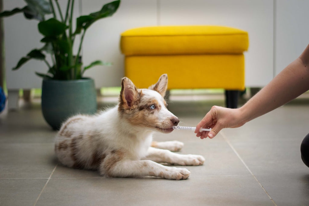 The Importance of Regular Vet Check-Ups for Pets
