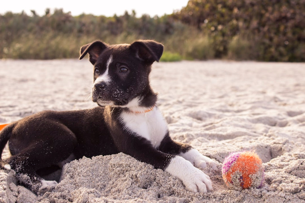 The Benefits of Adopting a Senior Pet