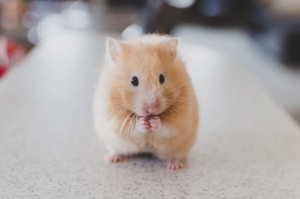 Insights into Your Pet's Behaviour Explained