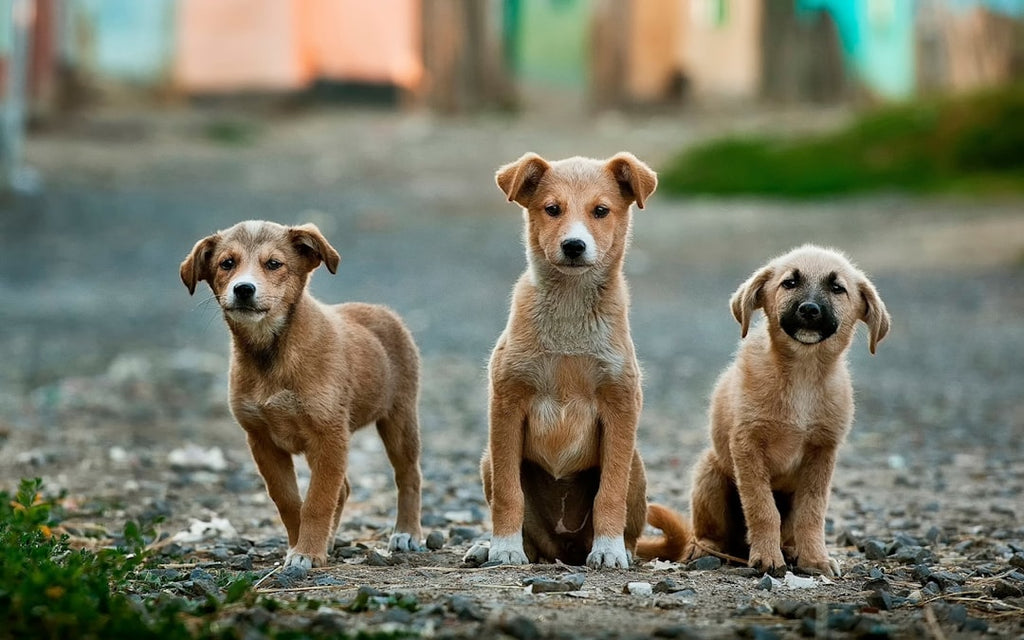 The Paws that Paved the Way: A Journey Through the History of Famous Pets in Pop Culture