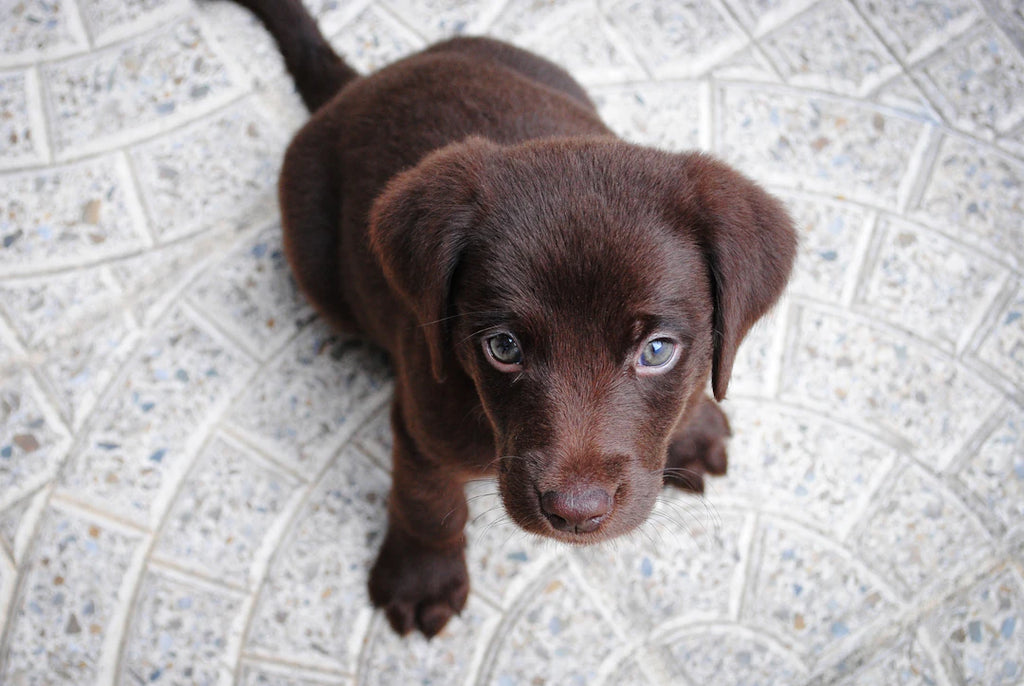 Engaging Kids in Pet Care Instilling Responsibility Early