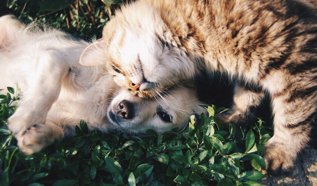 The Wondrous Benefits of Having Pets for Children