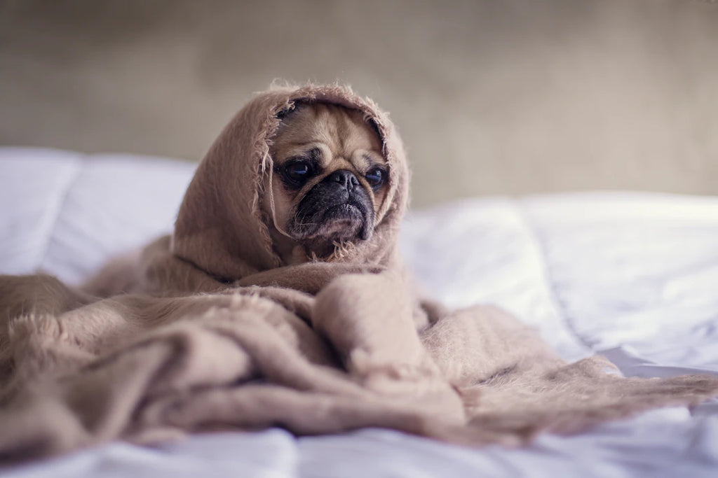 Eco-Friendly Practices for Responsible Pet Owners