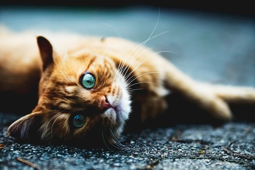 Keep Your Furry Friends Safe Essential Outdoor Safety Tips for Pets