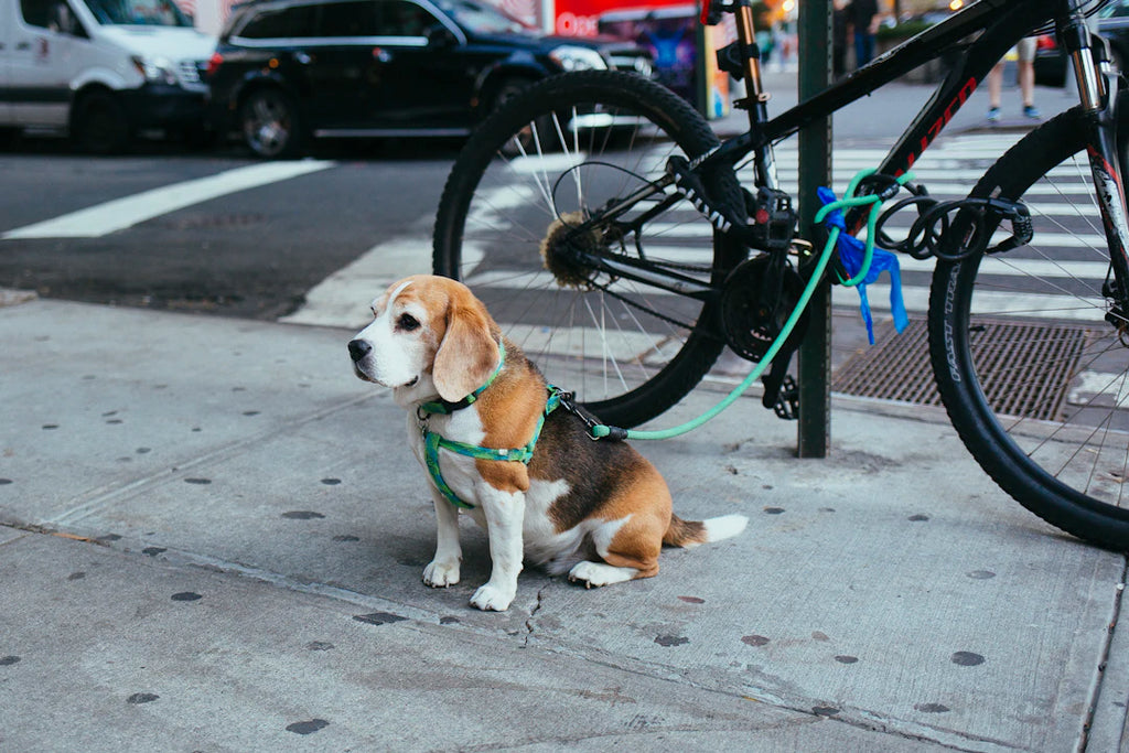 Get Ready Essential Tips for Welcoming a New Pet