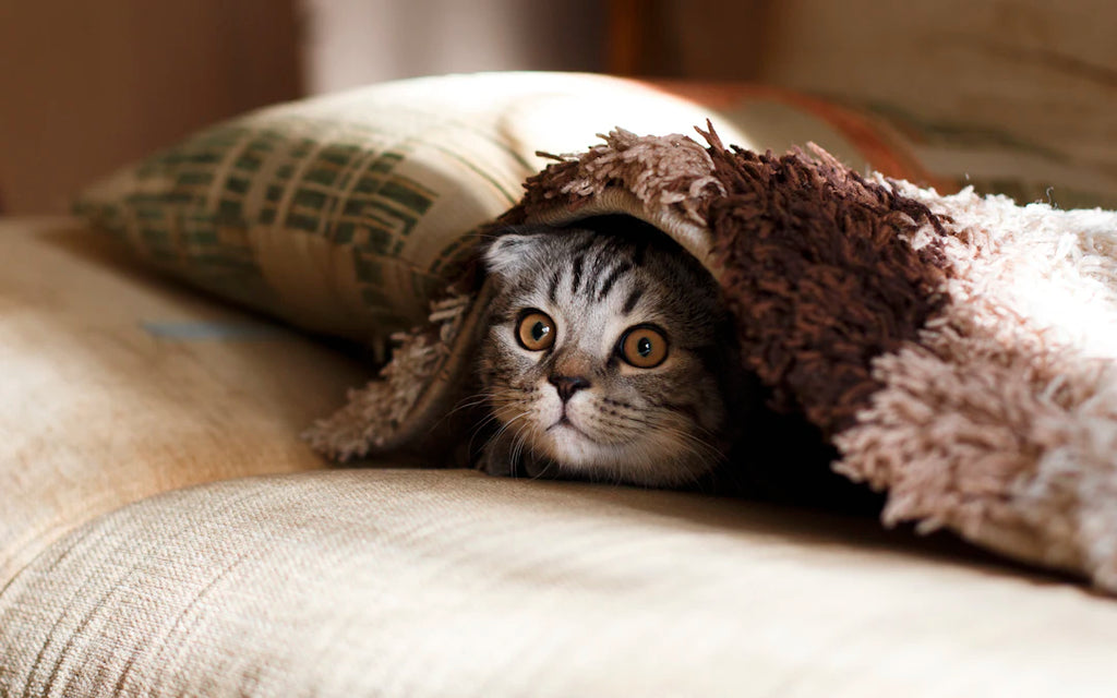 Essential Tips for Happy Multi-Pet Households