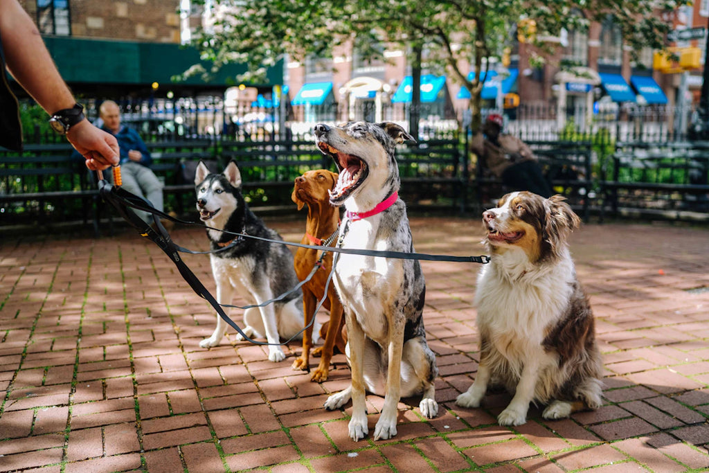 The Heartwarming Benefits of Pet Adoption: Why You Should Consider It