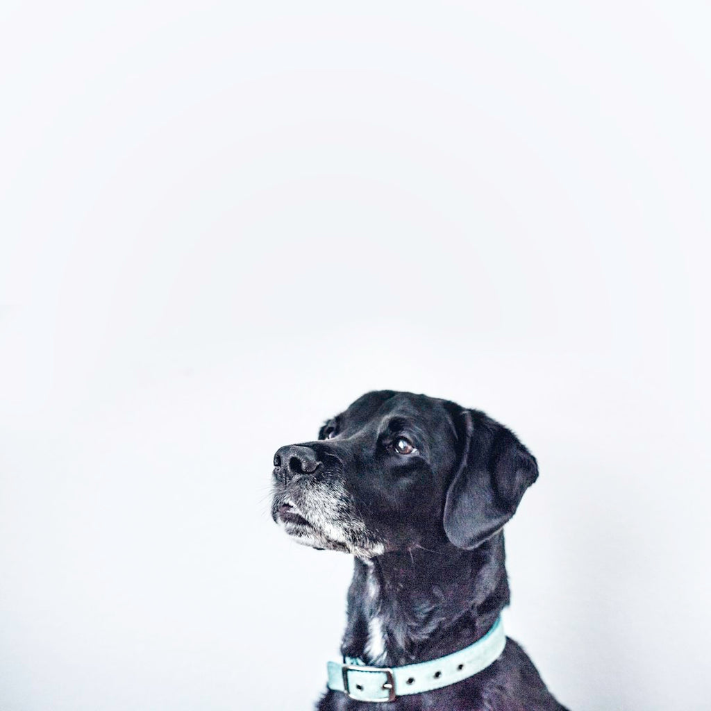 Fun and Creative Ways to Exercise Your Pet