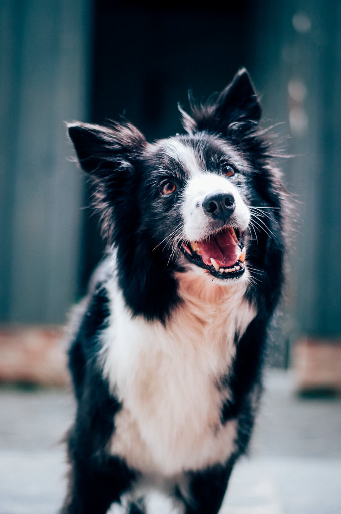 Creating the Perfect Routine for Your Pets A Step-by-Step Guide
