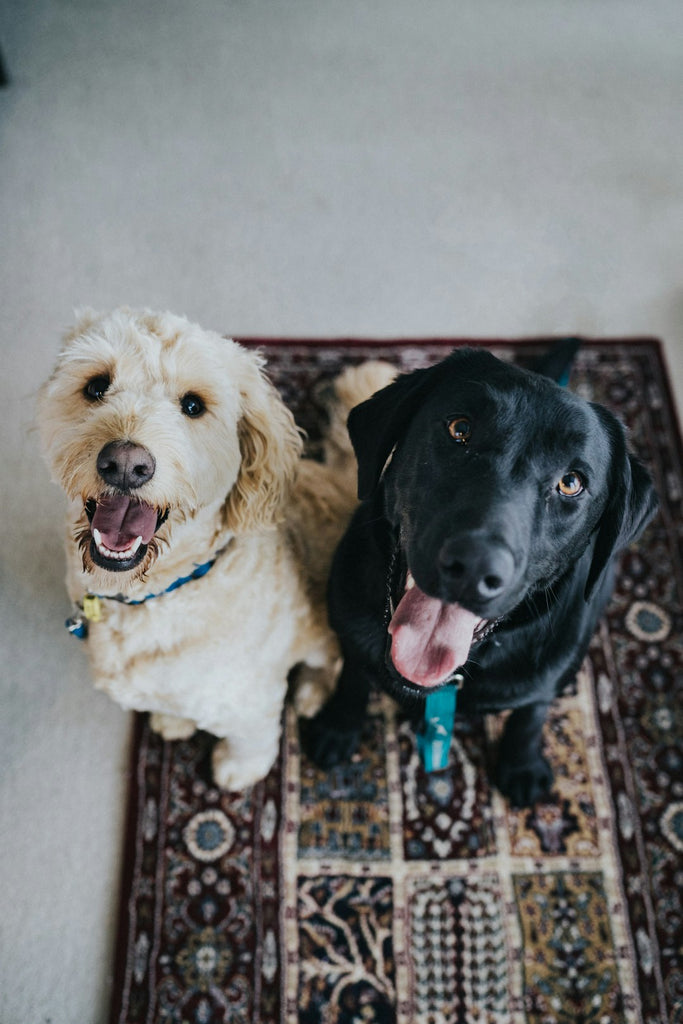 Pet-Friendly Travel Destinations: Explore the World with Your Furry Friend