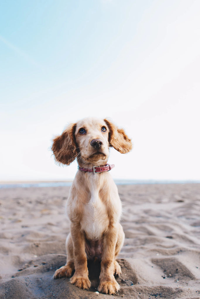 Choosing the Perfect Pet Services: Grooming, Sitting, and More for Your Furry Friends