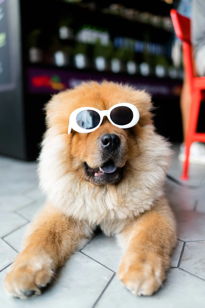 The Vital Link Nutrition and Your Pet's Health