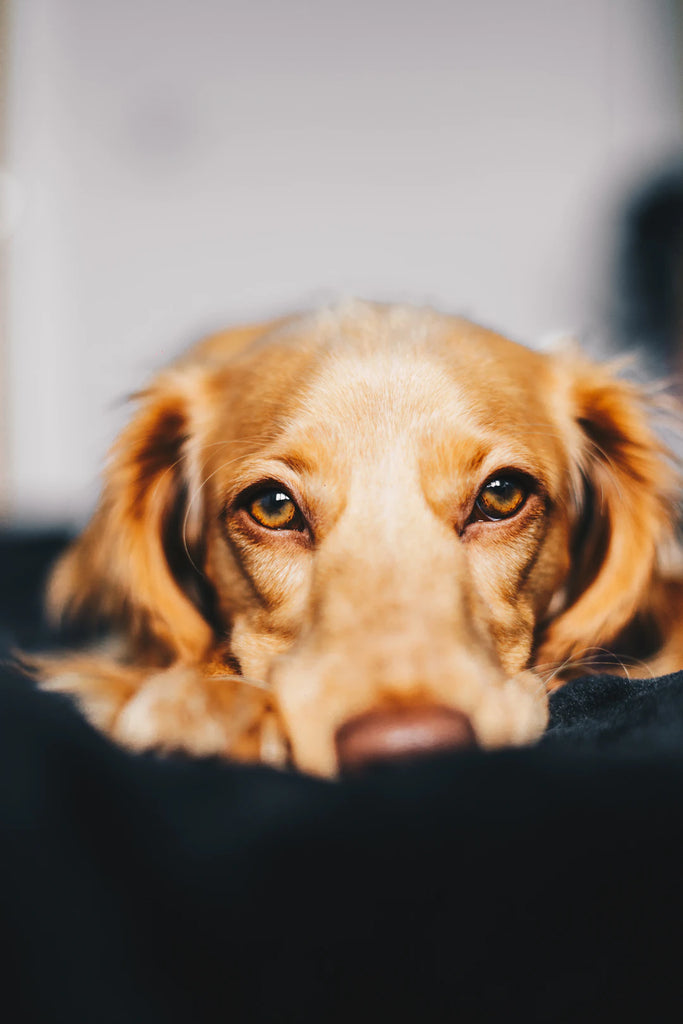 Unleash the Fun Creative Ways to Keep Your Pet Entertained Indoors