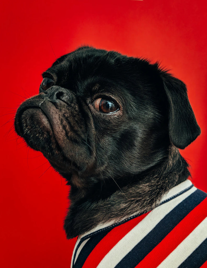 Unlocking the Secrets of Pet Communication