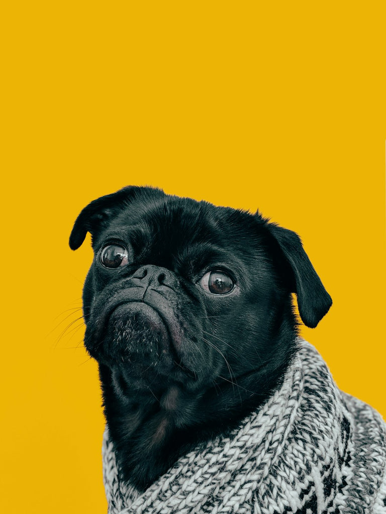 Protect Your Furry Friend: The Benefits of Pet Insurance