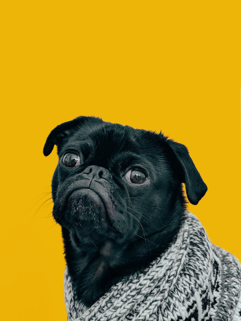 Keep Your Pets Safe This Holiday Season