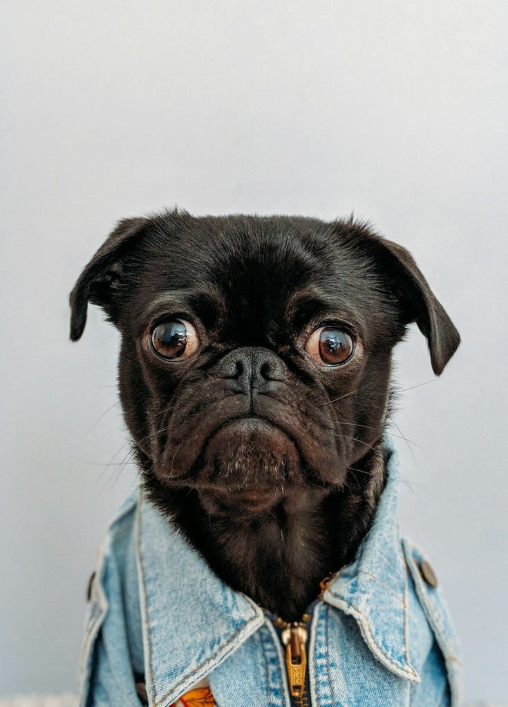 The Essential Role of Mental Stimulation for Your Beloved Pets