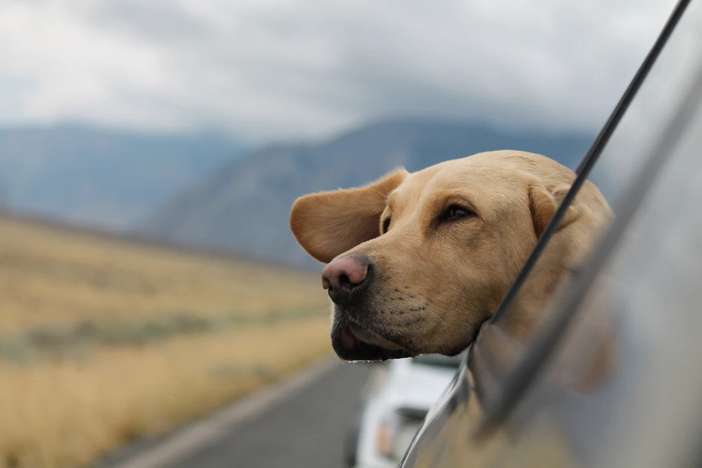 Traveling with Your Pet Essential Tips and Tricks