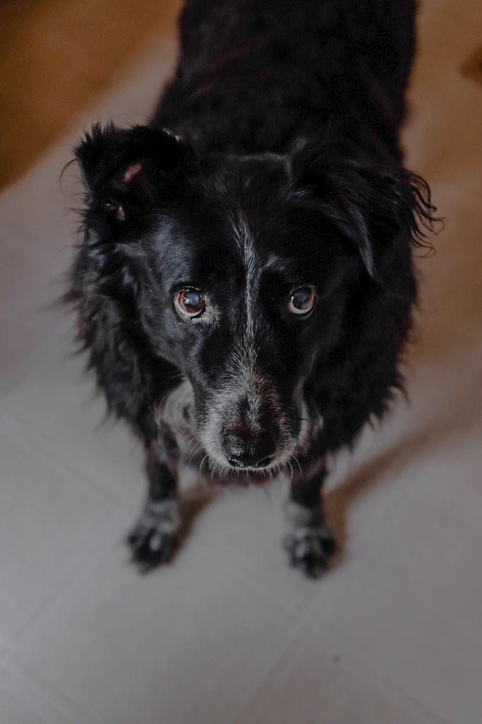 Transform Your Space The Ultimate Guide to Creating a Pet-Friendly Home