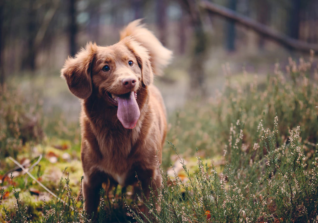 The Importance of Spaying and Neutering Pets