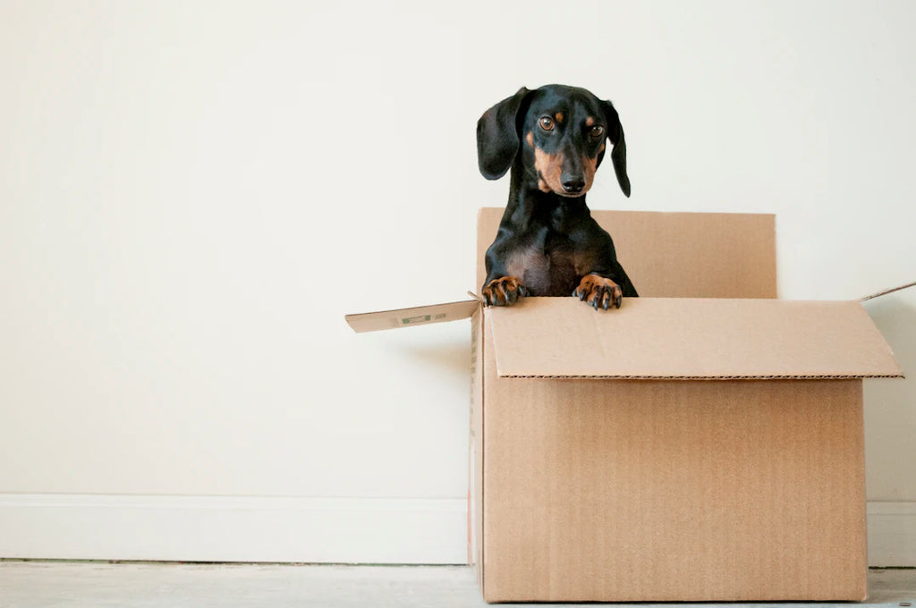 Understanding Your Pet's Grooming Needs A Comprehensive Guide