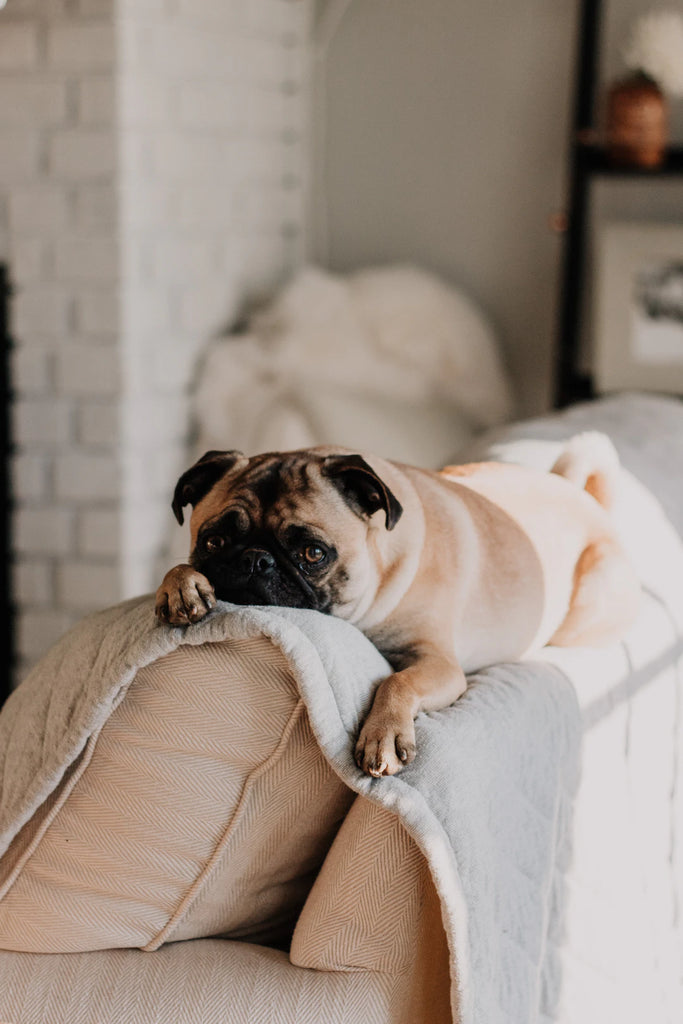 Understanding Senior Pet Care Needs for Happy Companions