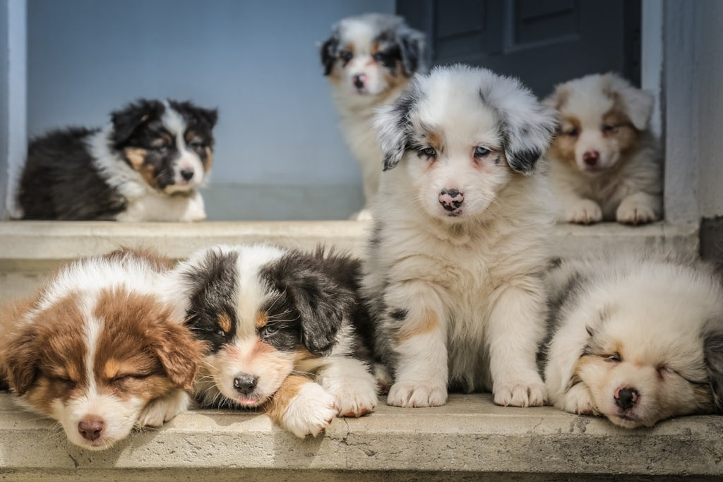 Tips for Introducing a New Pet to Your Home