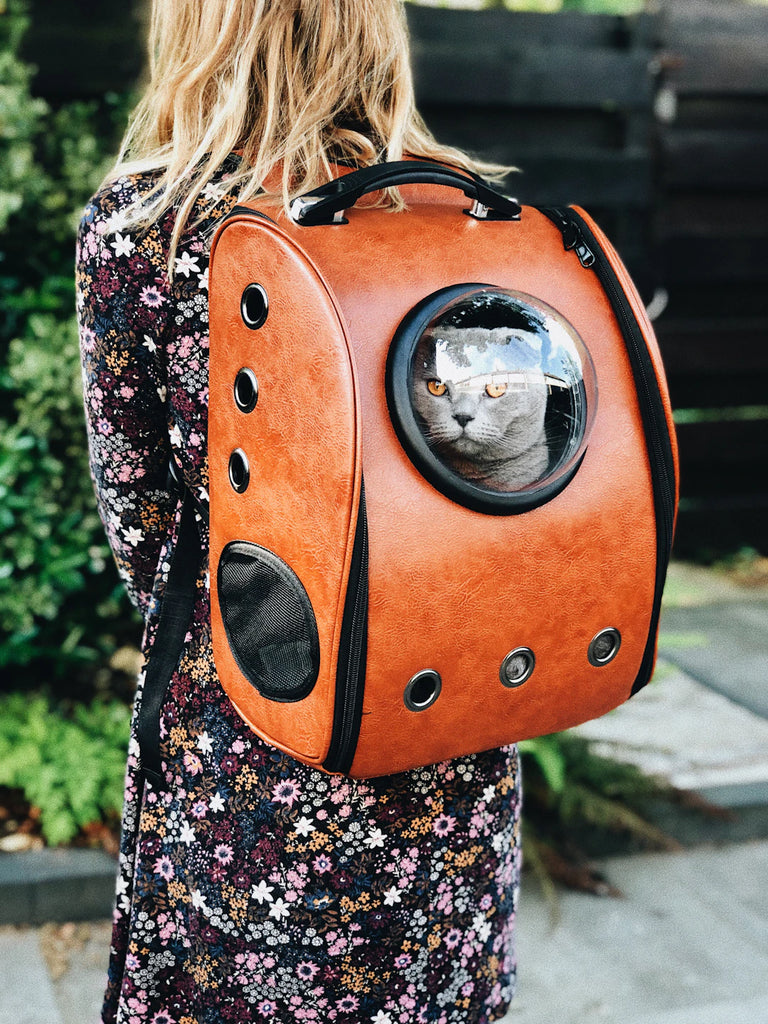 Pet Travel Preparing for an Adventure with Your Furry Friend