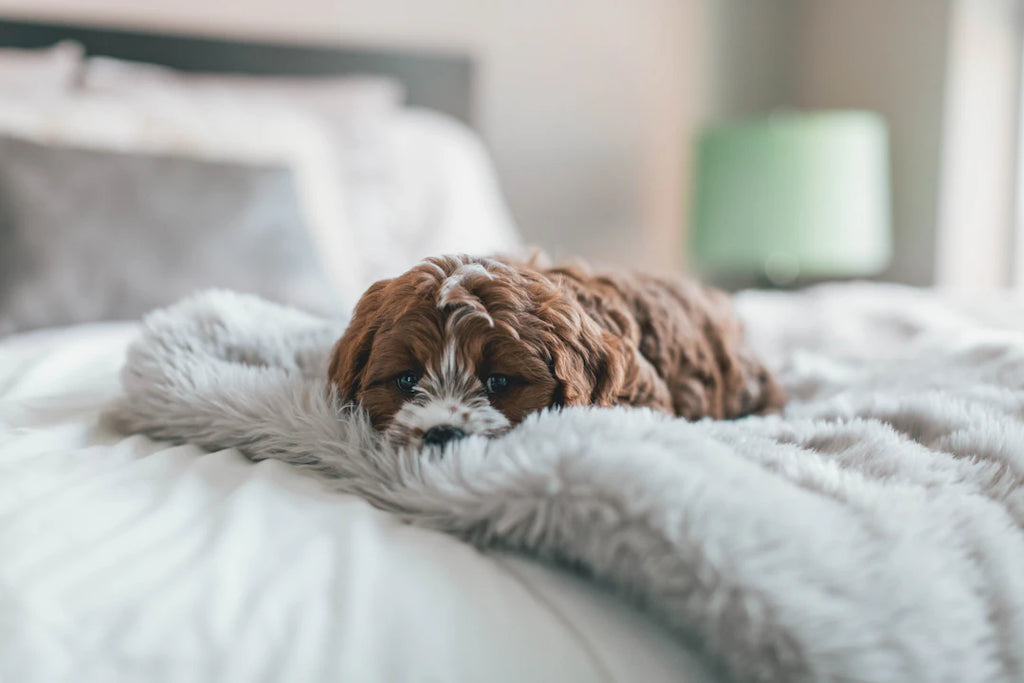 Creating the Perfect Comfortable Space for Your Pet