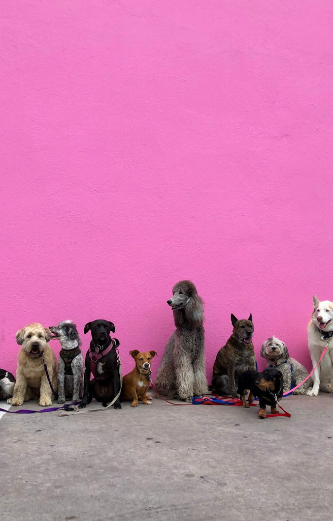 The Link Between Pet Ownership and Longer Life