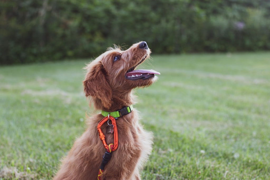 5 Easy Tricks to Teach Your Dog