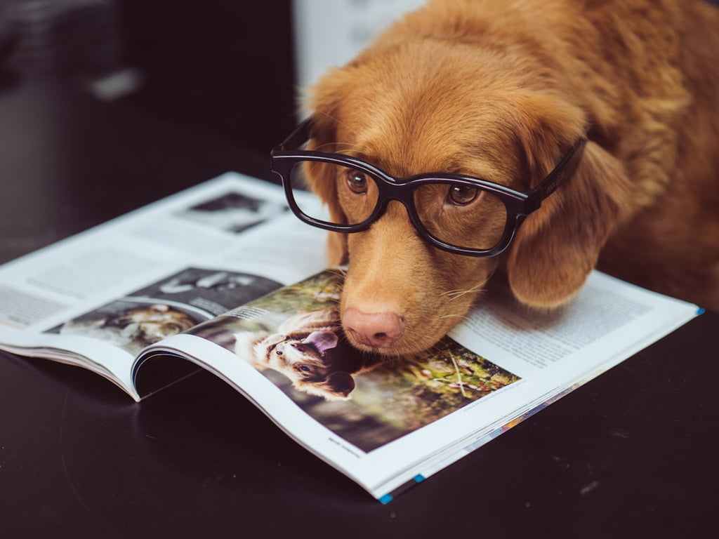 Unlocking the Power of Pet Therapy: A Guide to its Health Benefits