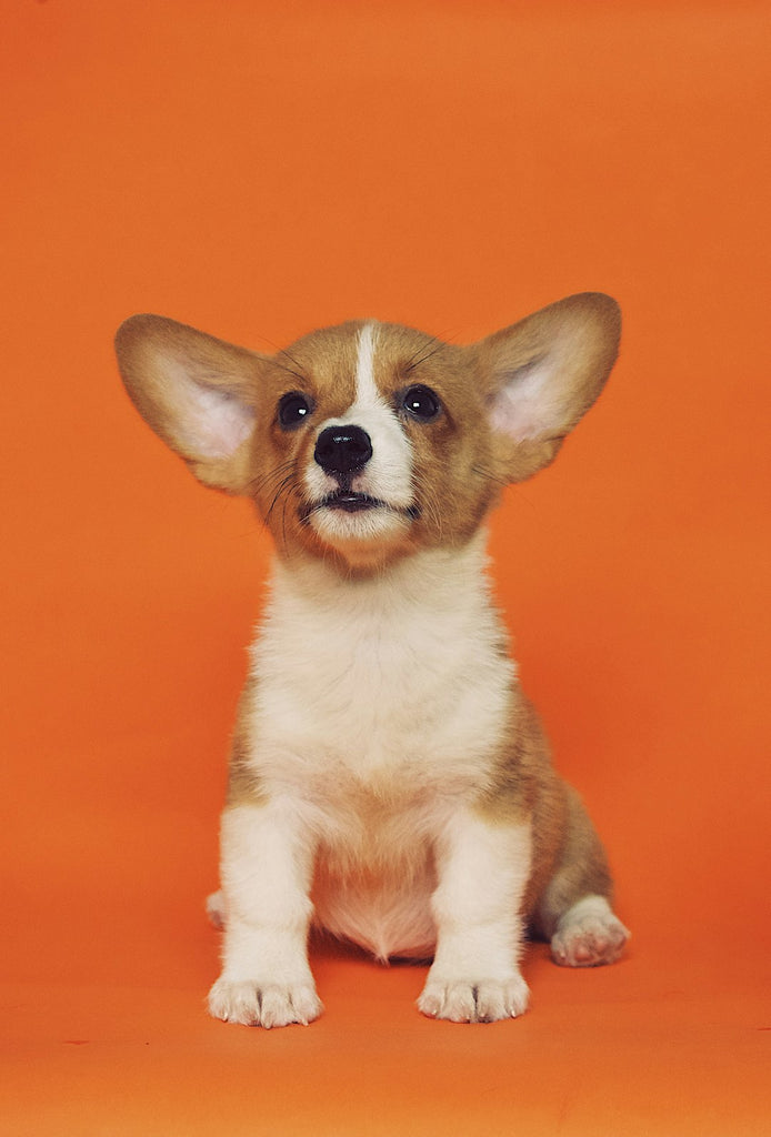 The Joy and Health Benefits of Owning a Pet