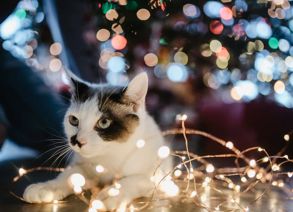 Understanding the Pet Adoption Process Made Easy