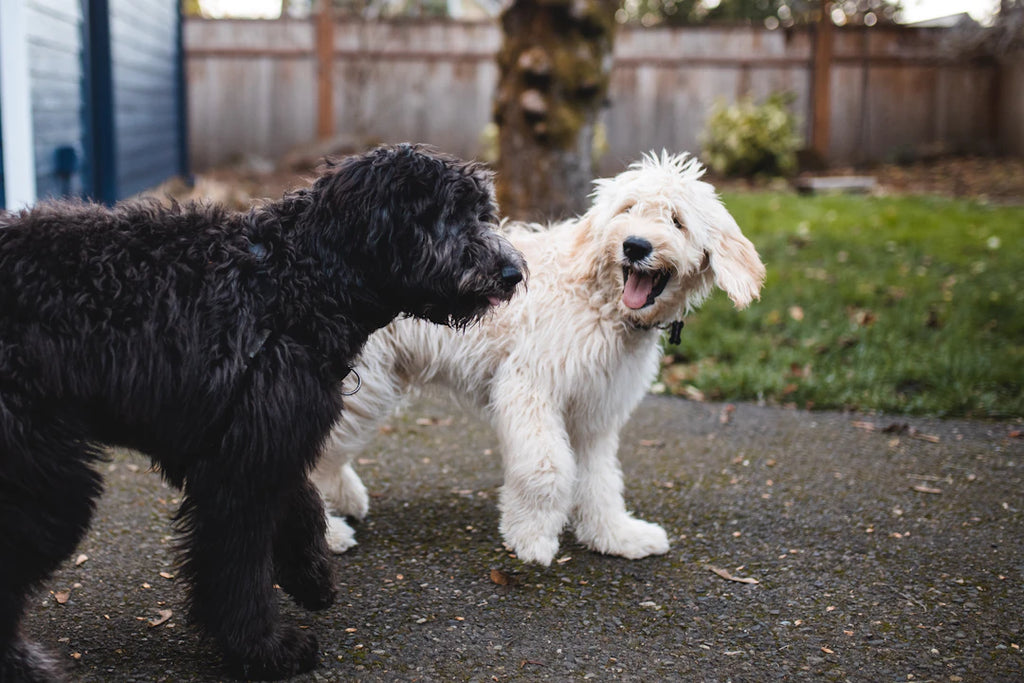 Grooming Tips for a Happy Pet Keep Them Fresh