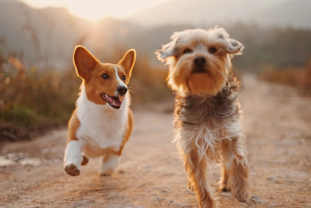 Grooming Tips for Different Types of Pets A Comprehensive Guide