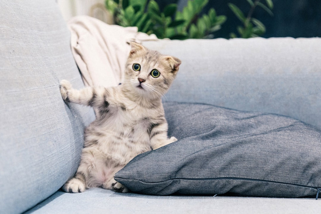 The Untold Truth: Pets and Allergies - Myths Vs Facts
