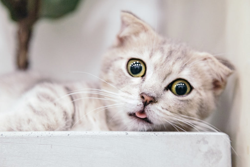 Indoor vs. Outdoor Cats: What's Best for Your Feline?