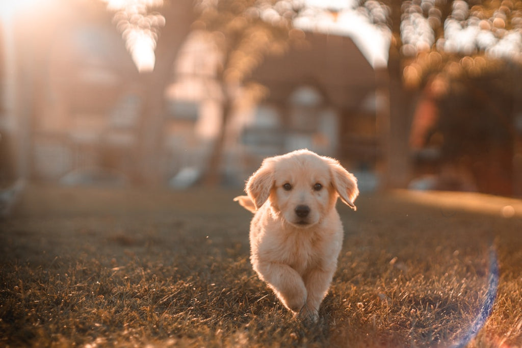 Unlocking the Secrets: Understanding Your Pet's Body Language