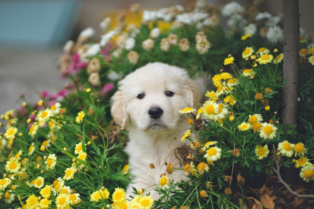 Training Tips for First-Time Pet Owners