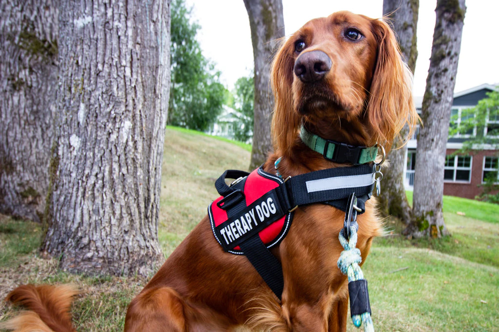 The Healing Power of Pets A Deep Dive into Therapy