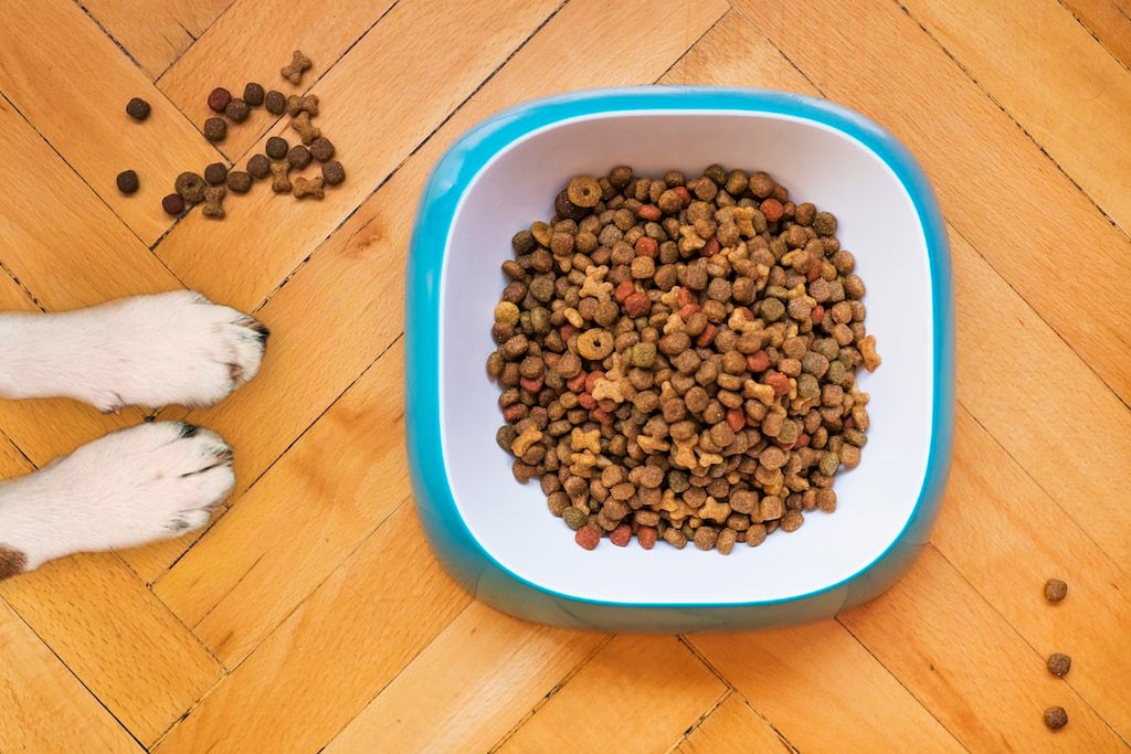 Pet Nutrition: What You Need to Know