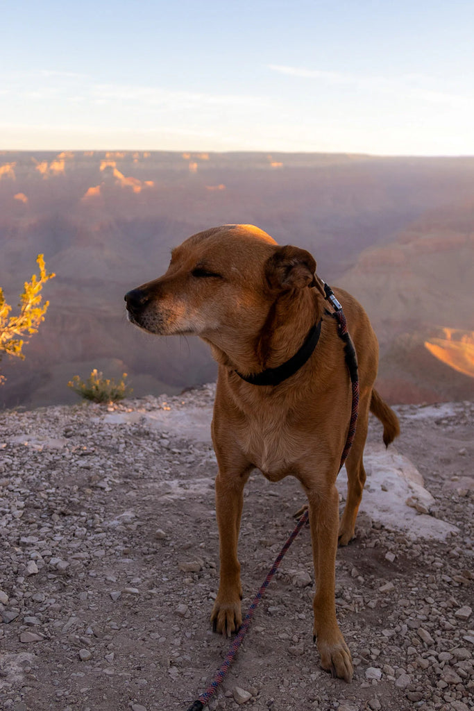 The Green Paws Why Adopting a Pet is Eco-Friendly