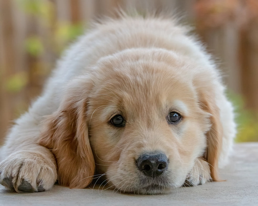Ultimate Guide: How to Train Your New Puppy Like a Pro