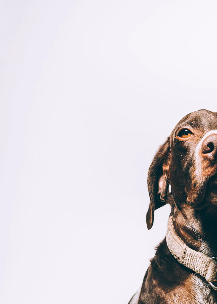 Why Adopting a Rescue Pet is Pawsitively Perfect