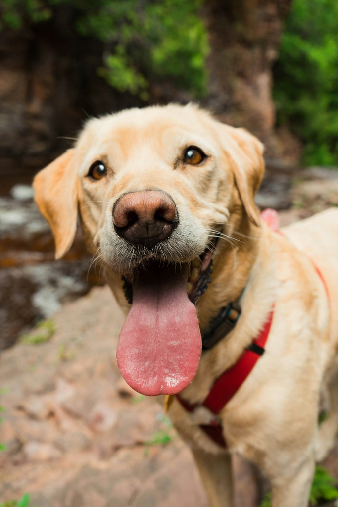 Managing Separation Anxiety in Pets: Tips and Techniques