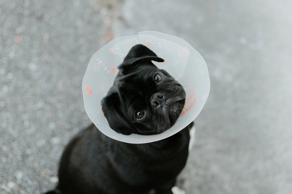 The Vital Role of Routine Vet Check-ups for Pets