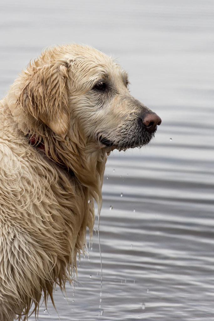 The Fascinating Journey of Pets in Our Lives